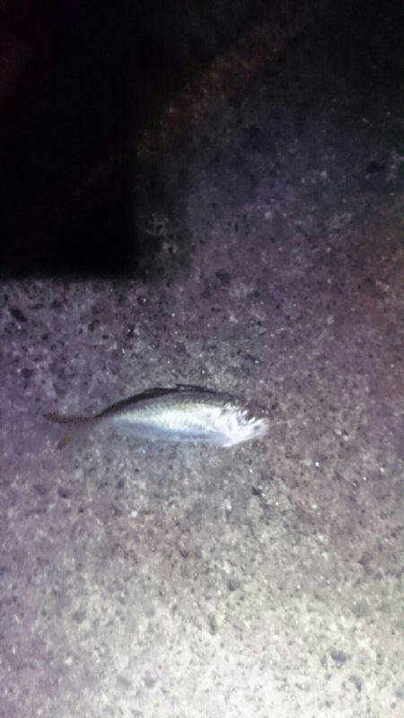 台風後は惨敗。