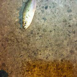 アジングは楽しいよ。