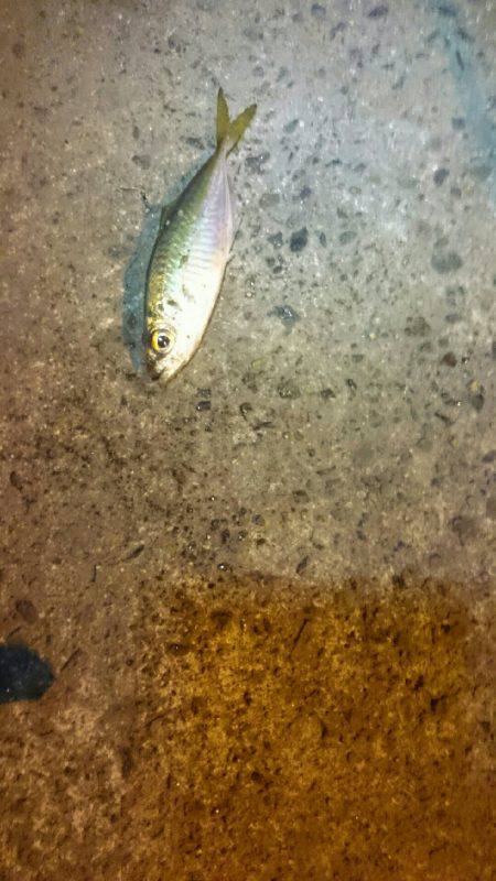 アジングは楽しいよ。