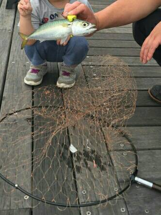 コスモスクエアにてカゴ釣り、太刀魚釣り