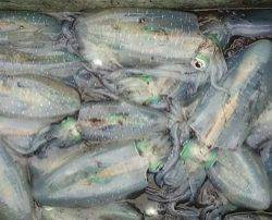 ティップラン開幕