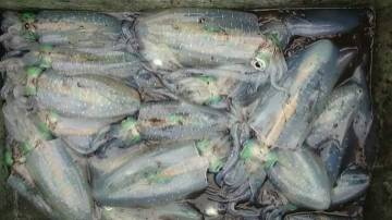 ティップラン開幕