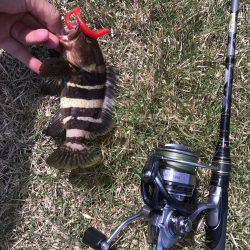 グルーパー٩( ‘ω’ )و