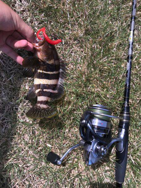 グルーパー٩( ‘ω’ )و