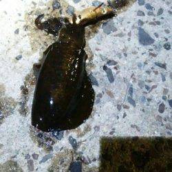 観光の合間に今秋初釣行