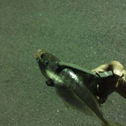 ふれーゆ、アジング！