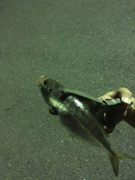 ふれーゆ、アジング！