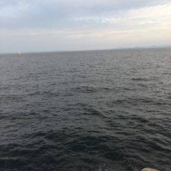 貝塚人工島サゴシ爆釣!