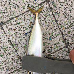 アジング時々サヨリング