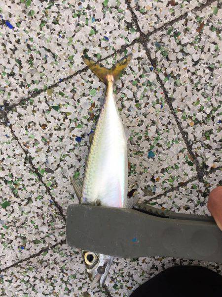 アジング時々サヨリング