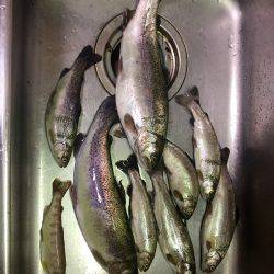 ほのぼのフィッシング