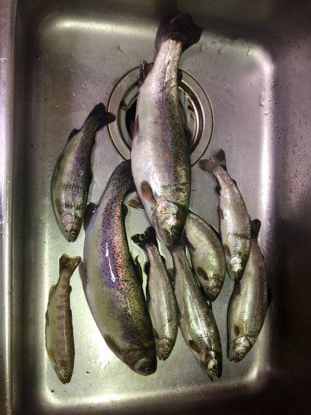 ほのぼのフィッシング