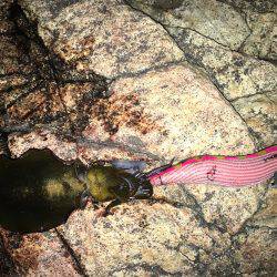 アオリ新子調査！