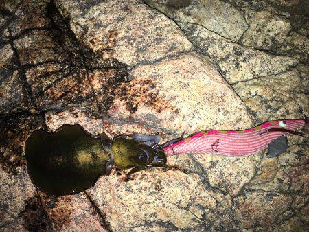 アオリ新子調査！