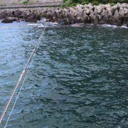 敦賀エギング好調