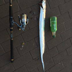 ポートアイランド タチウオ3匹