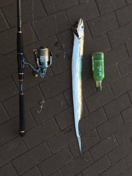 ポートアイランド タチウオ3匹