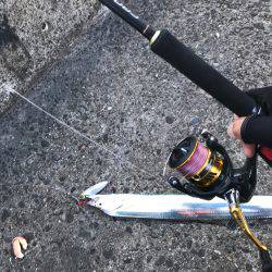 夕まずめ時合スタート