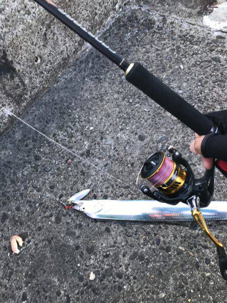 夕まずめ時合スタート