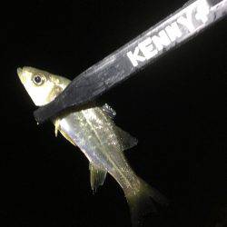 アジのレンジを探せ!