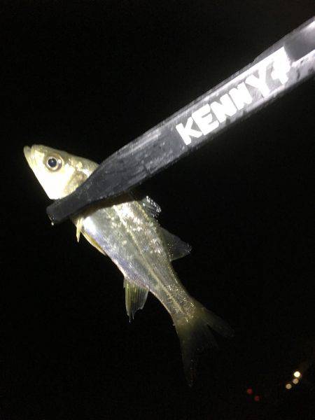 アジのレンジを探せ!