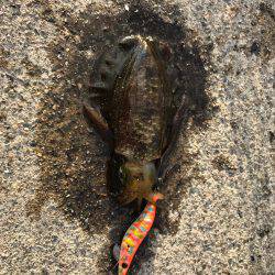 リハビリエギング