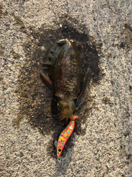 リハビリエギング