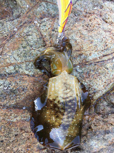 アオリ新子調査2！