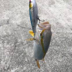 朝マヅメ釣行③