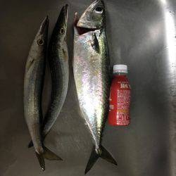 ショアジギング