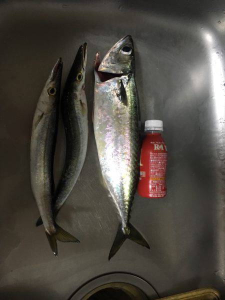 ショアジギング