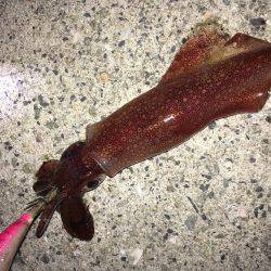 ライトエギング、ケンサキイカ