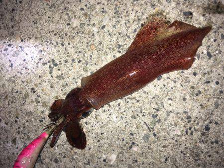 ライトエギング、ケンサキイカ