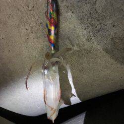 こましなアオリイカ