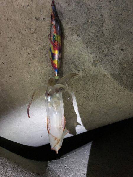 こましなアオリイカ