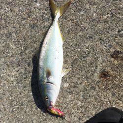 タチウオ、サゴシ、ハマチ、タコ？