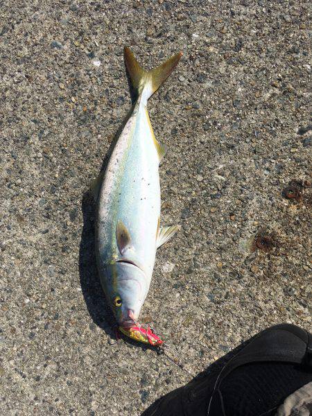 タチウオ、サゴシ、ハマチ、タコ？