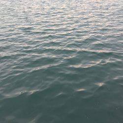 朝マヅメ釣行④