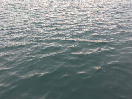 朝マヅメ釣行④