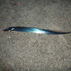 淡路島タチウオ・青物釣行