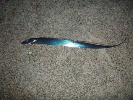 淡路島タチウオ・青物釣行