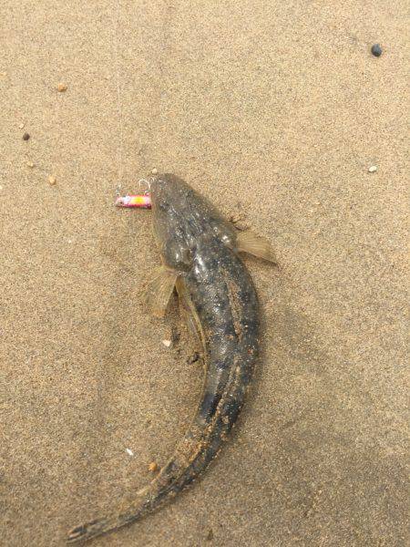 四日市サーフ マゴチ