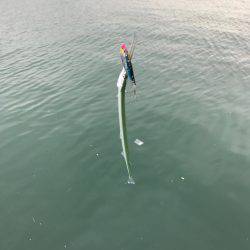 トップタチウオ&ダツ