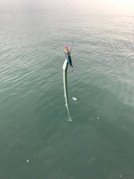 トップタチウオ&ダツ