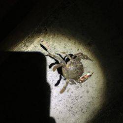 アジング…のはずが？