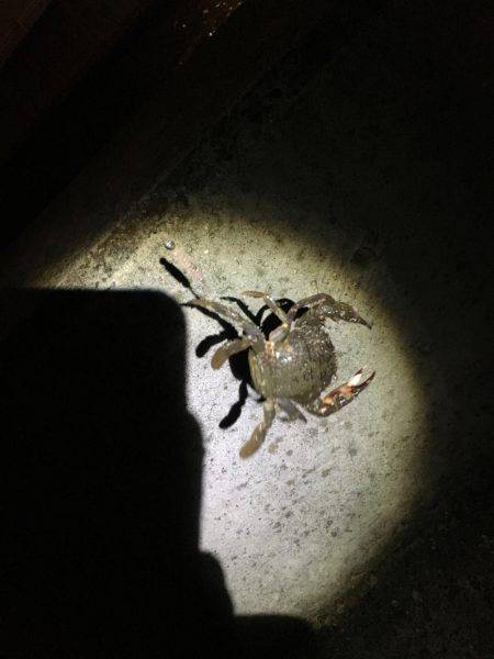 アジング…のはずが？