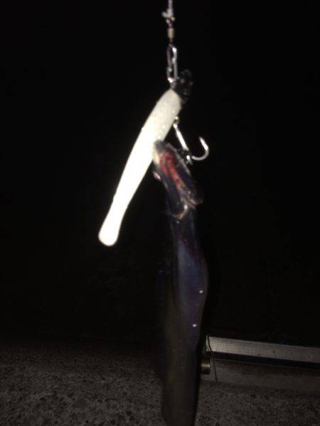 タチウオも人も多い