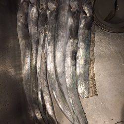 神戸ポートアイランド タチウオ