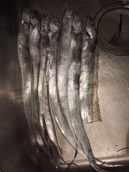 神戸ポートアイランド タチウオ