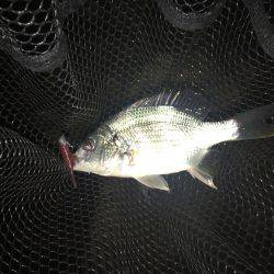 淀川ブリゲー シーズン終了?